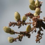 Boswellia Serrata