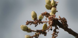 Let’s Know About Indian Frankincense – Boswellia Serrata Boswellia Serrata