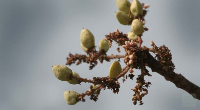 Boswellia Serrata