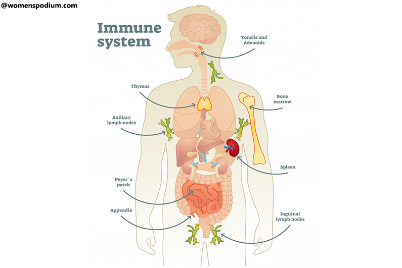 Immune System - fighting against corona