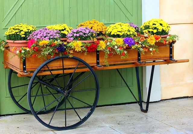 Garden Mums