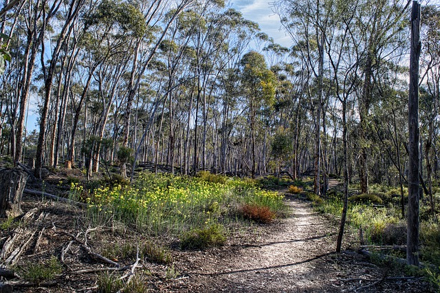 Munda Biddi Trail, Australia - off road trails
