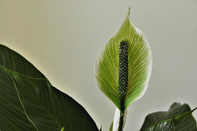 Peace Lilies