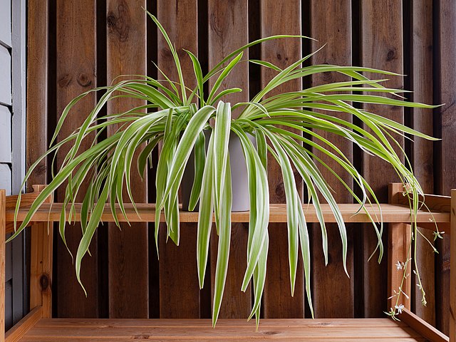 Spider_plant