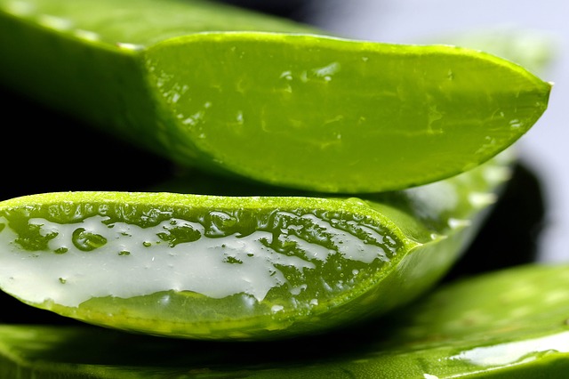 aloe vera - best indoor plants
