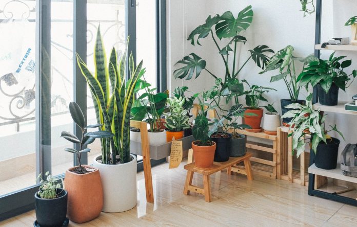 best indoor plants best indoor plants