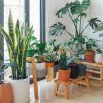 best indoor plants