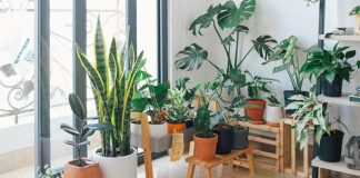 9 Best Indoor Plants to Purify the Air in Your Home! best indoor plants