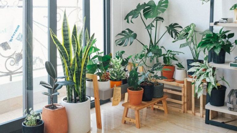 9 Best Indoor Plants to Purify the Air in Your Home! 9 Best Indoor Plants to Purify the Air in Your Home!