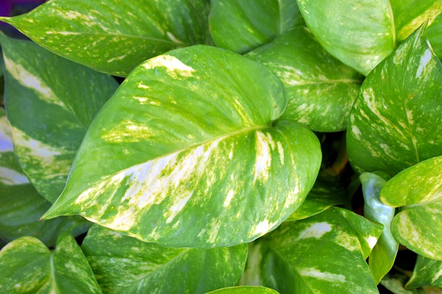pothos - indoor plants