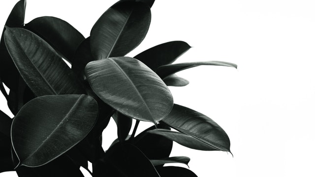 rubber plant - indoor plants