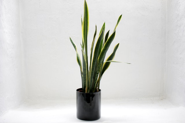 snake plant - indoor plants
