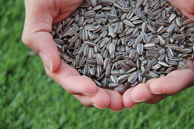 benefits of sunflower seeds
