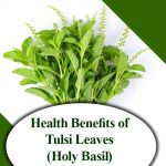 Health Benefits of Tulsi Leaves (Holy Basil)