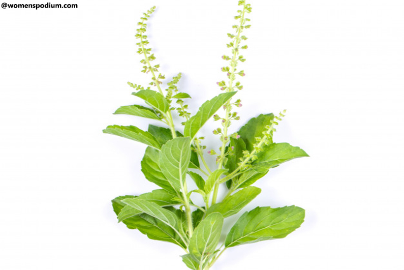 Health Benefits of Tulsi - Tulsi or Holy Basil