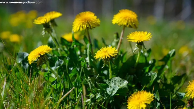 Dandelion