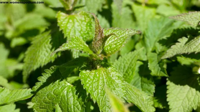 Stinging nettle