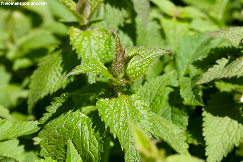 Stinging Nettle