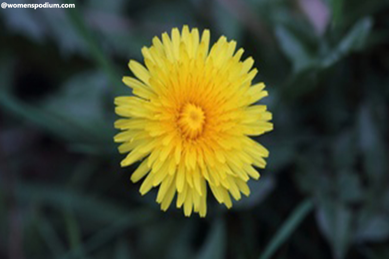 Dandelion