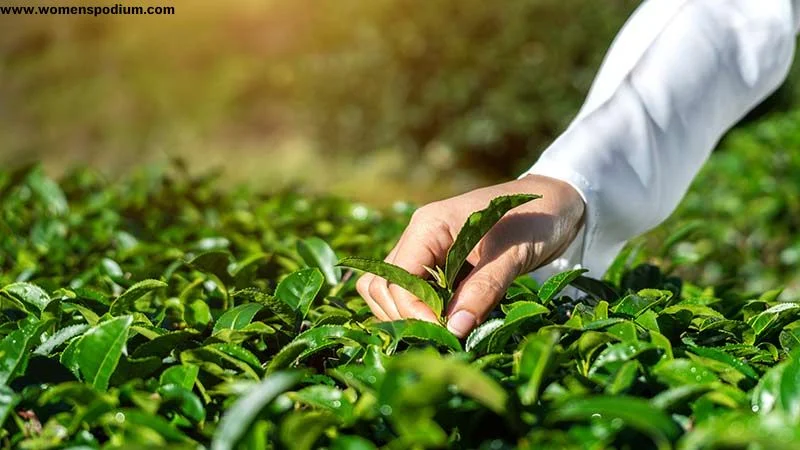 A checklist for herbs