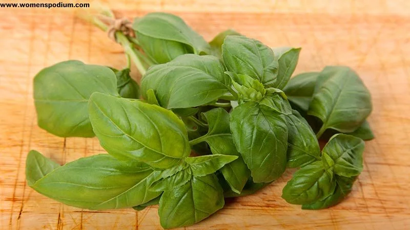 Basil herbs and their uses