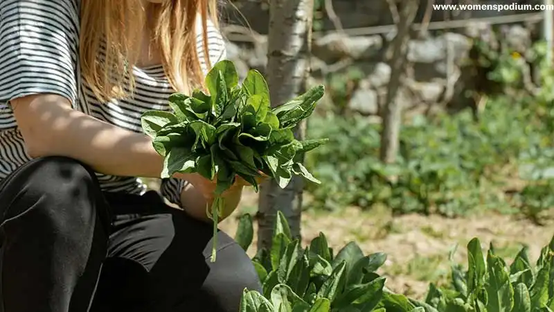 Plantation of herbs and spices