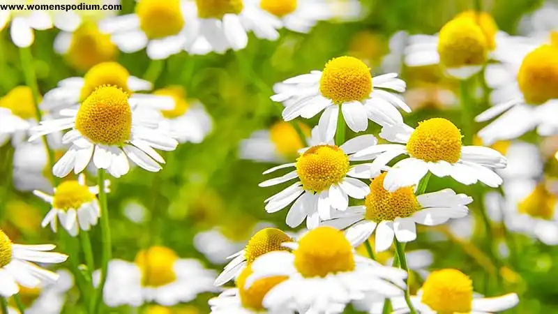 Plants benefits