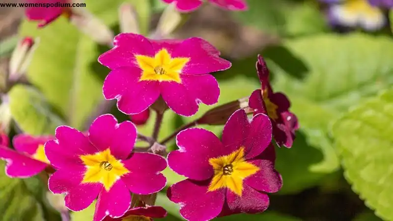 Primrose herbs and their uses