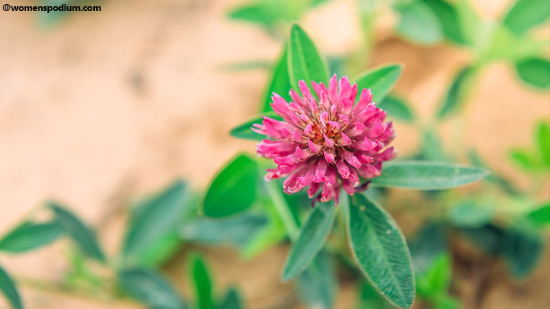 Clover for Menopause