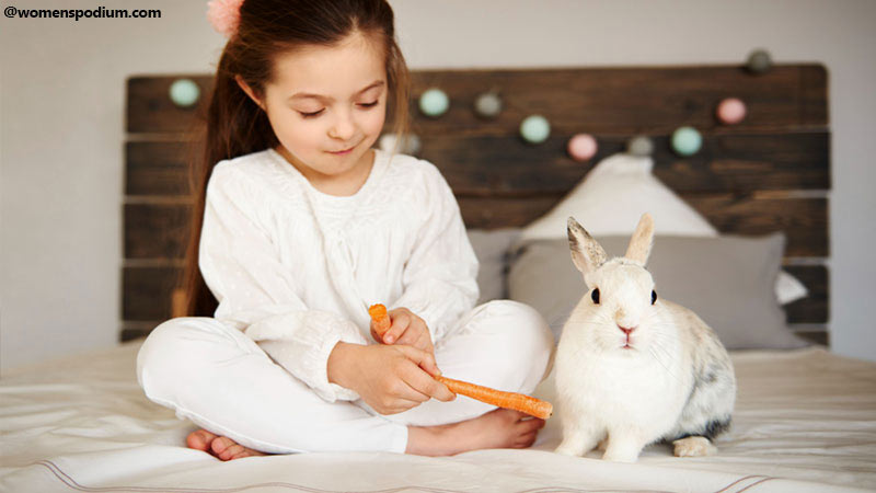 Rabbit as Pet