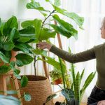 Indoor Vegetable Garden