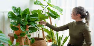 Indoor Vegetable Garden – A Guide to Growing Indoor Plants Indoor Vegetable Garden