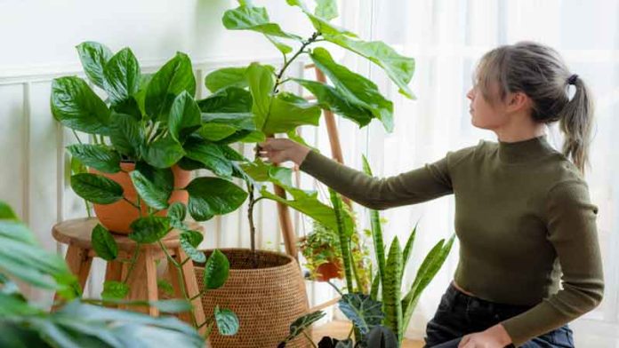Indoor-plants Indoor Vegetable Garden