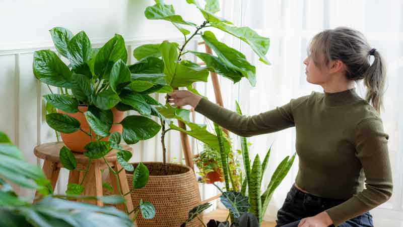 Indoor Vegetable Garden