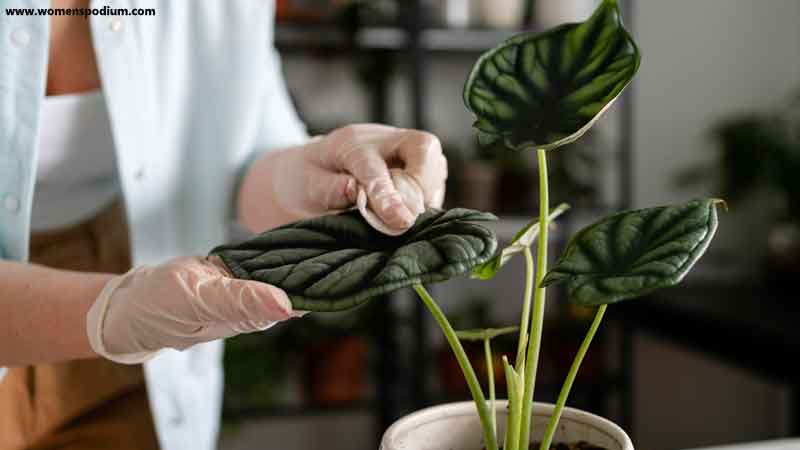 Grooming plants - Indoor Vegetable Garden