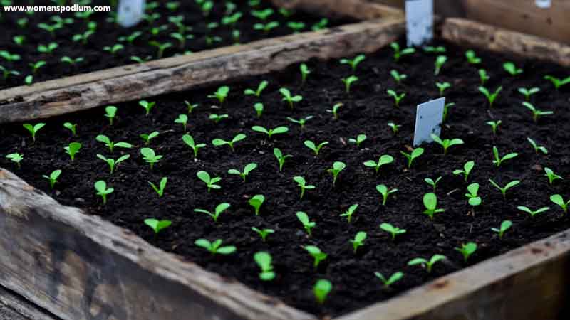 Plan for your houseplants - Indoor Vegetable Garden