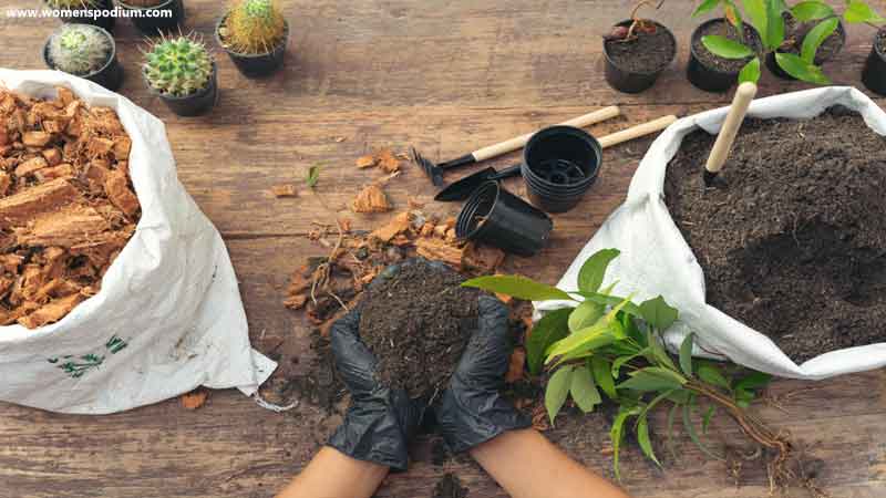 Repotting - Indoor Vegetable Garden