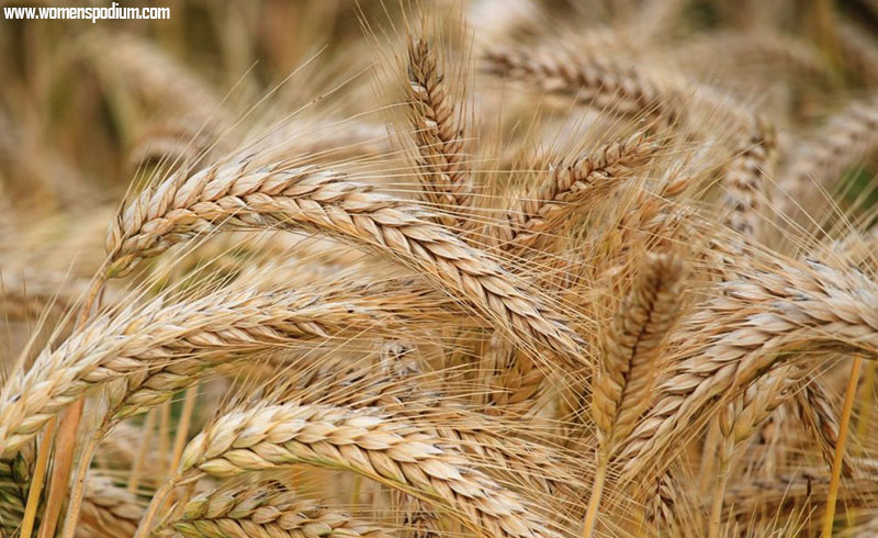 wheat germs - boost your immunity