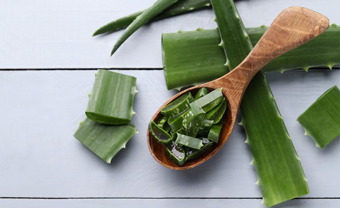 feature-img treatment of stretch marks - aloe vera for stretch marks