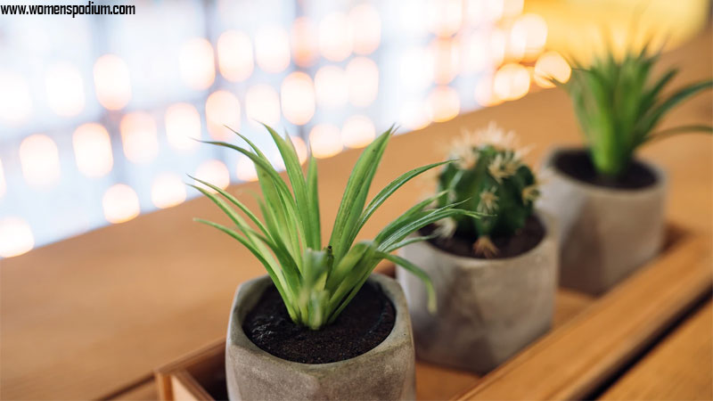 Aloe vera plant - best indoor plants