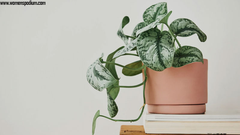 Pothos plant - best indoor plants