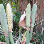 monstera deliciosa fruit