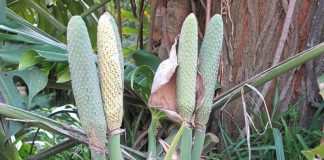 10 Wonderful Benefits Of Monstera Fruit (aka Monstera Deliciosa) monstera deliciosa fruit