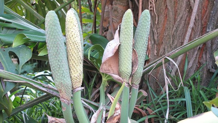 monstera deliciosa fruit monstera deliciosa fruit