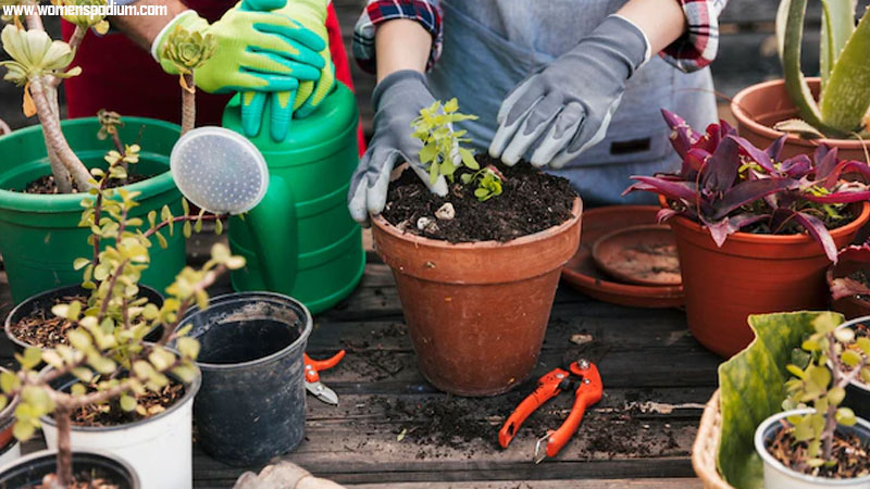 container gardening