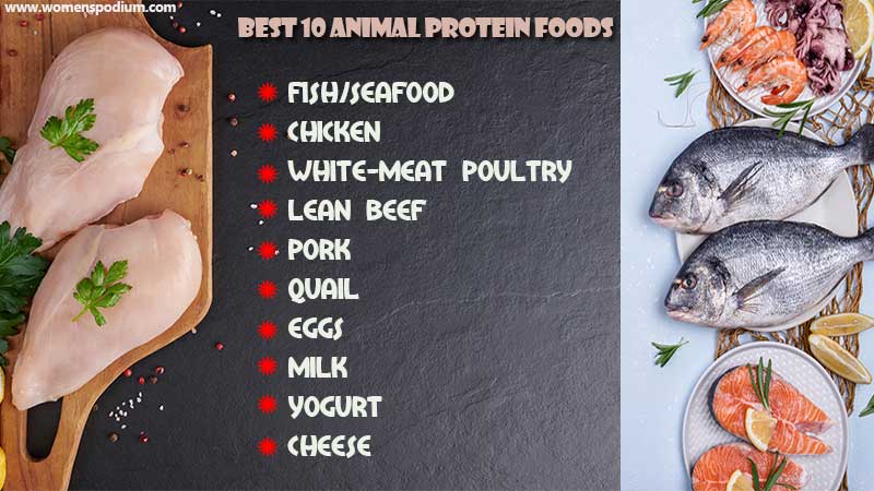 best 10 animal protein