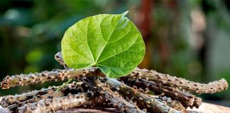 10 Amazing Guduchi Benefits(Giloy) You Will Surprise To Know! (Infographic) Guduchi-Benefits