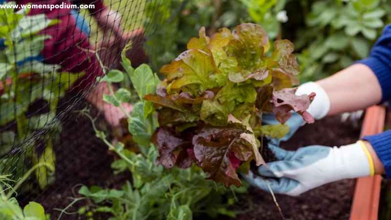 how to grow vegetables in the winter