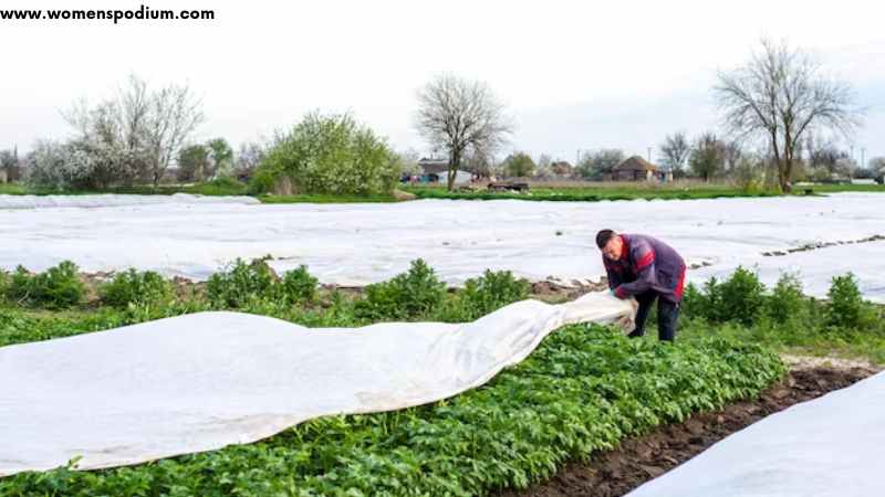 protect vegetables from cold