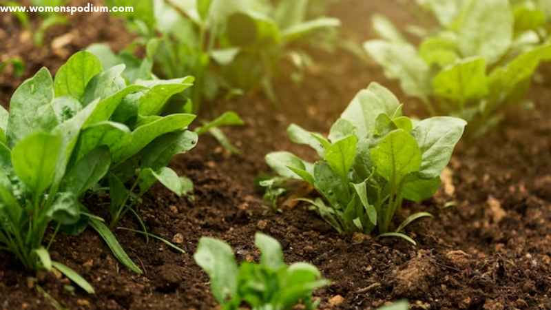 vegetables in lawn